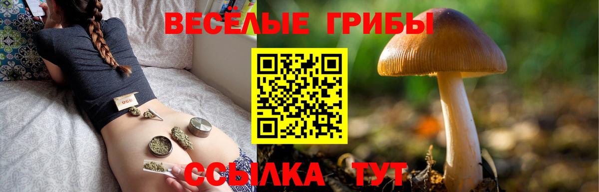Бийск  Псилоцибиновые грибы Cubensis  Вход с VPN 